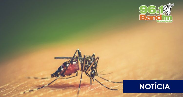 Aedes aegypti